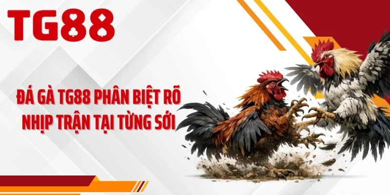 Đá gà TG88 phân biệt rõ nhịp trận tại từng sới
